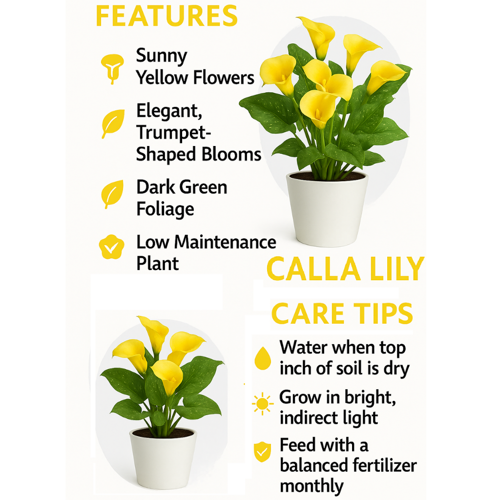 Yellow Lily (Lilium Spp.) - Image 4