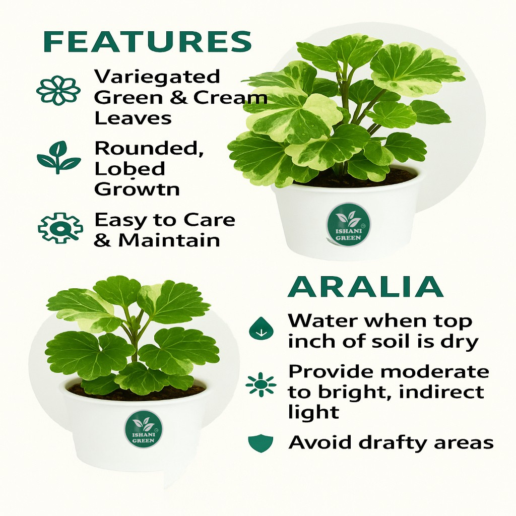 Aralia indoor foliage plant with glossy compound leaves displayed in white pot for elegant interior greenery