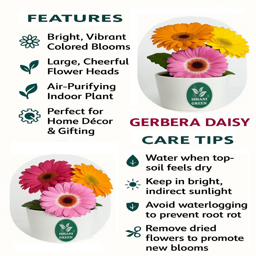 Gerbera (Gul Bahar/Transvaal Daisy) Sapling Plant - Any Color - Image 4