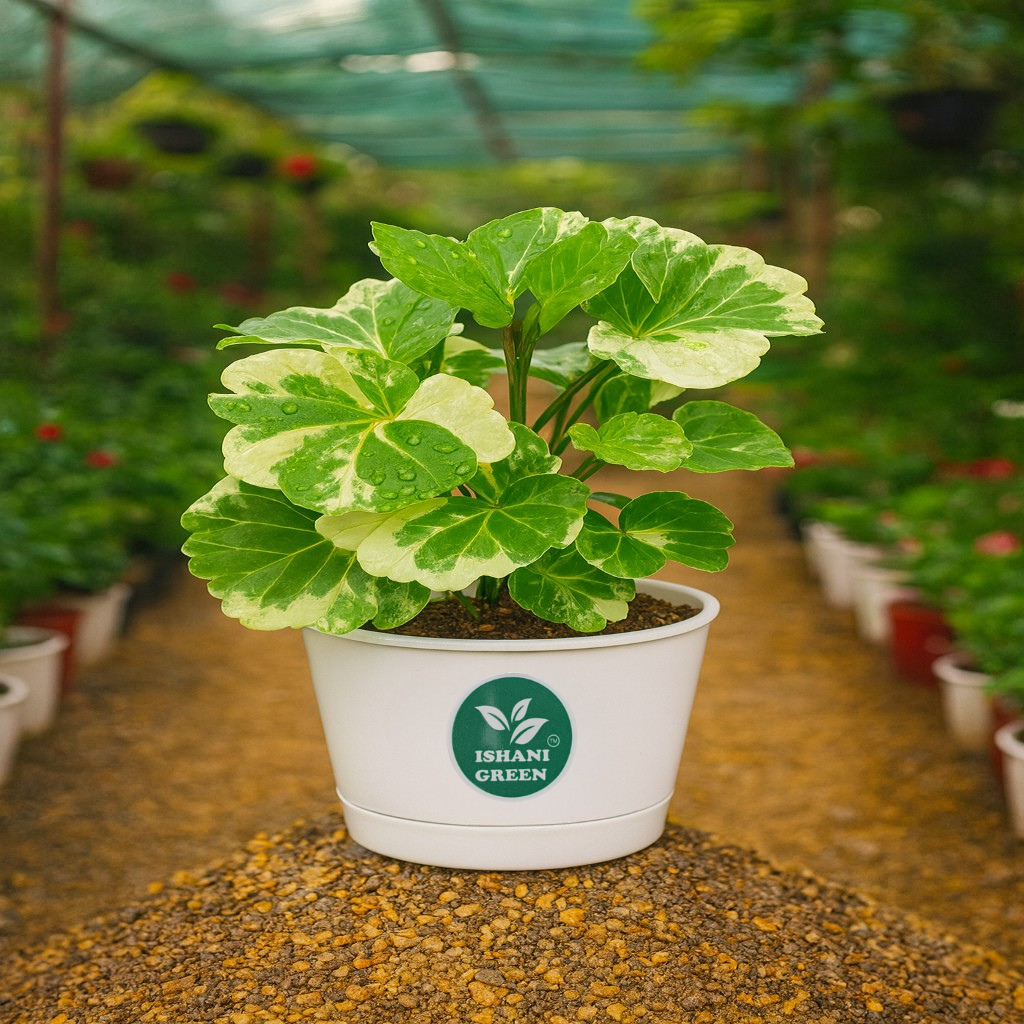 Aralia indoor foliage plant with glossy compound leaves displayed in white pot for elegant interior greenery