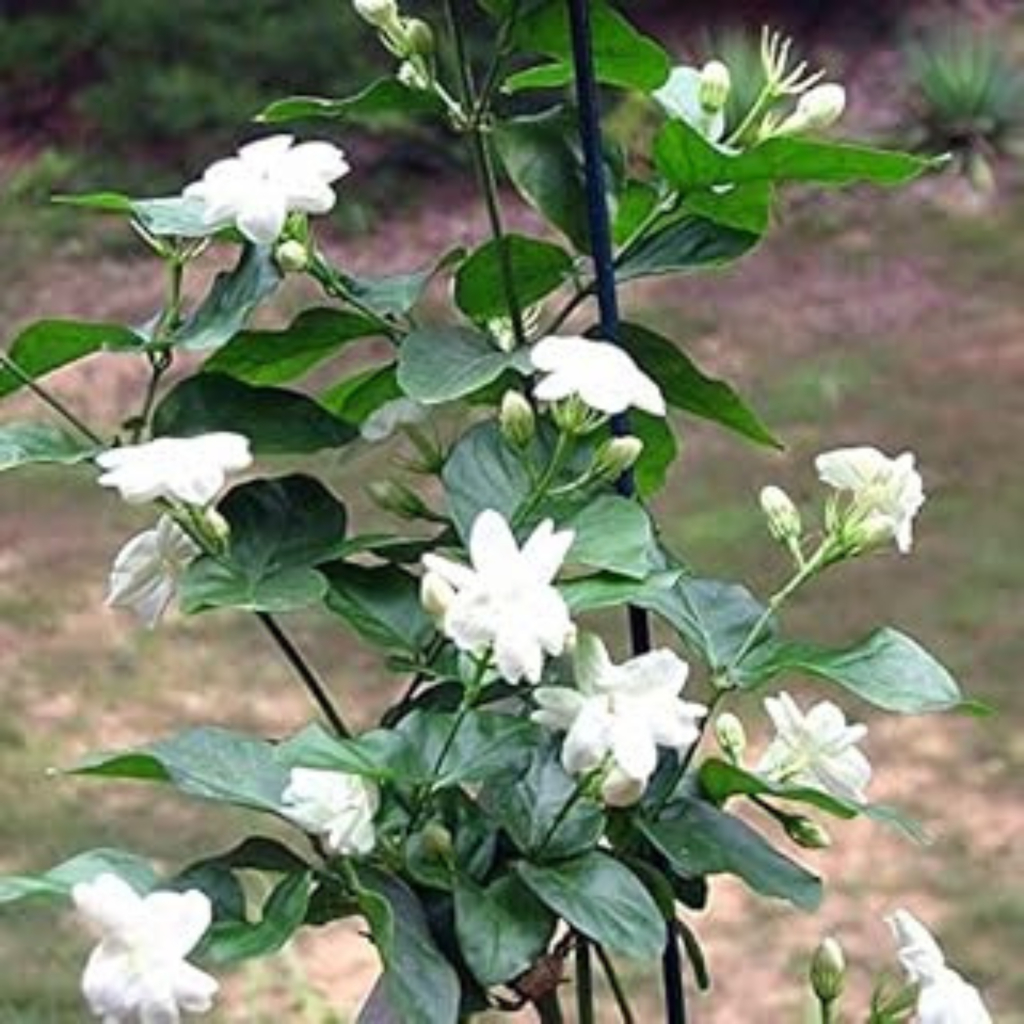 Jasmine Plant (Chameli/Mogra) - Image 5