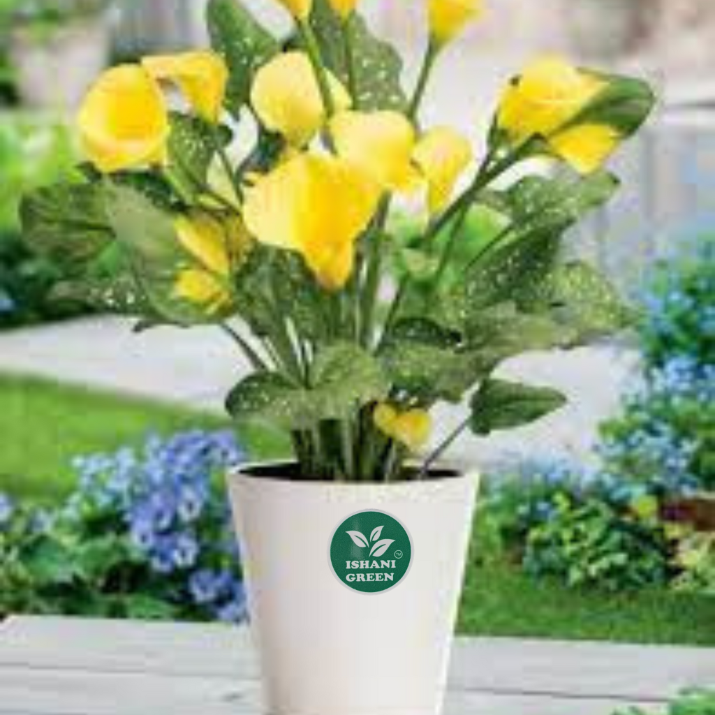 Yellow Lily (Lilium Spp.) - Image 5