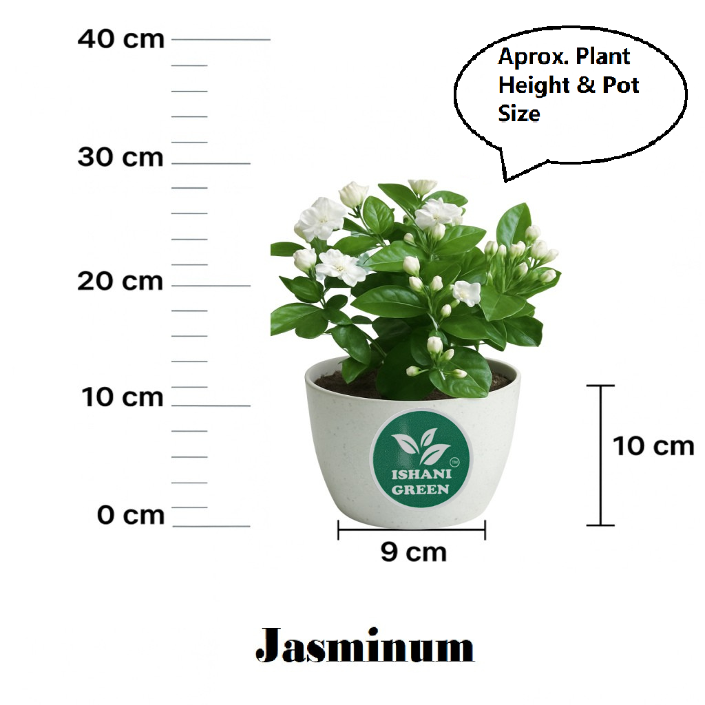 Jasmine Plant (Chameli/Mogra) - Image 6