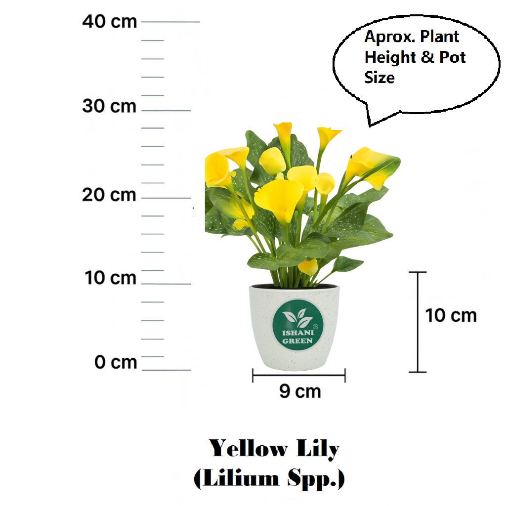 Yellow Lily (Lilium Spp.) - Image 6