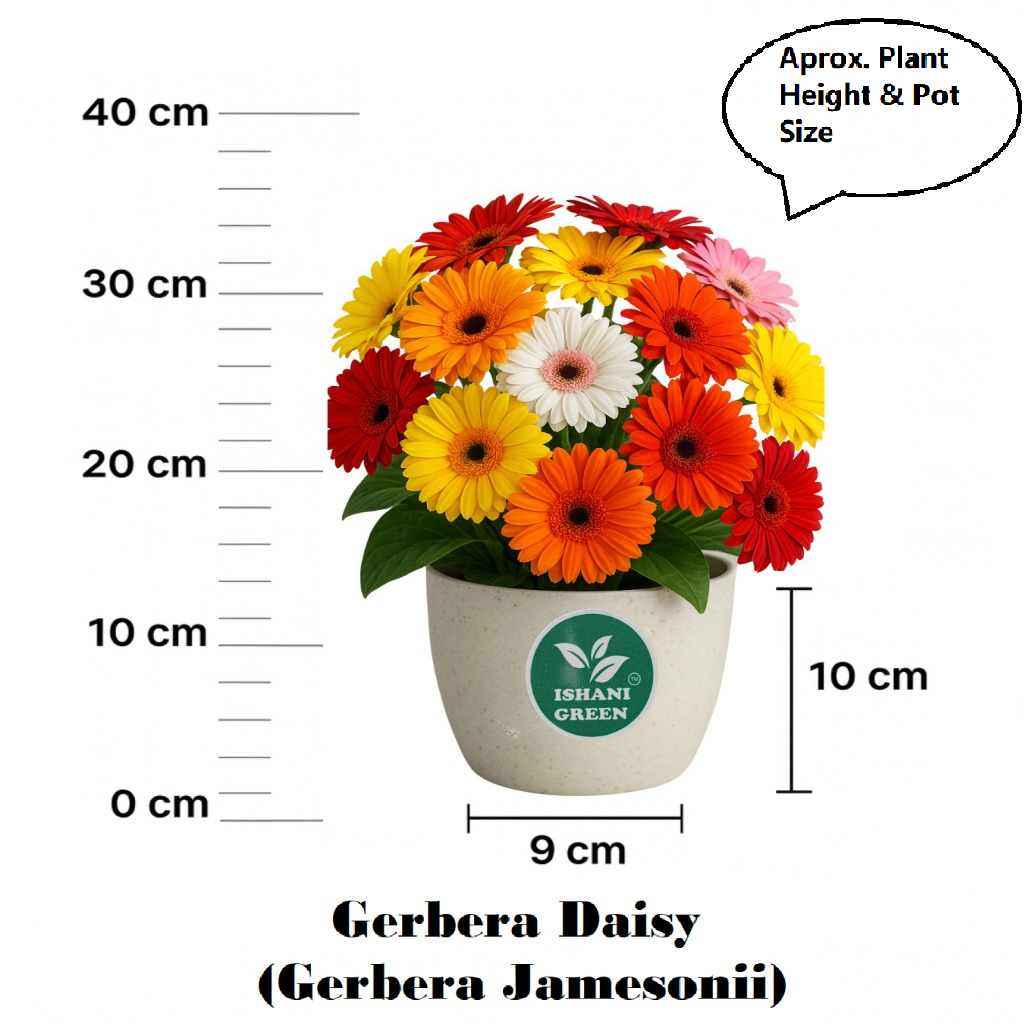 Gerbera (Gul Bahar/Transvaal Daisy) Sapling Plant - Any Color - Image 6