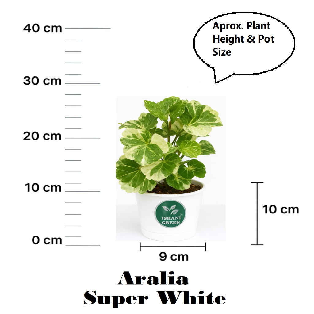 Aralia indoor foliage plant with glossy compound leaves displayed in white pot for elegant interior greenery