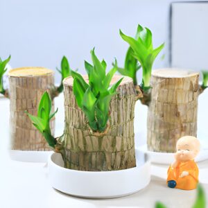 Dracaena-Brazilian Wood Plant
