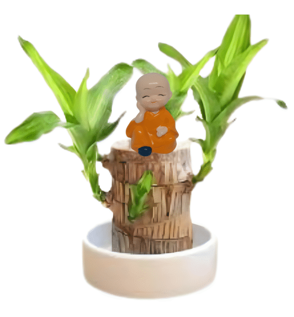 Dracaena-Brazilian Wood Plant - Image 2