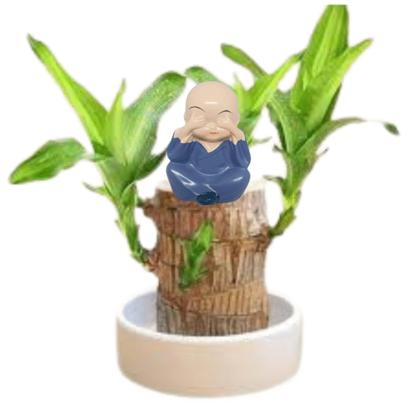 Dracaena-Brazilian Wood Plant - Image 3