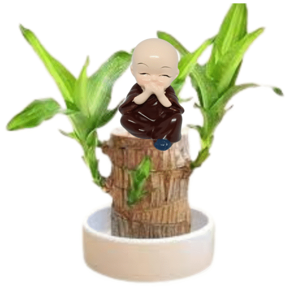 Dracaena-Brazilian Wood Plant - Image 4