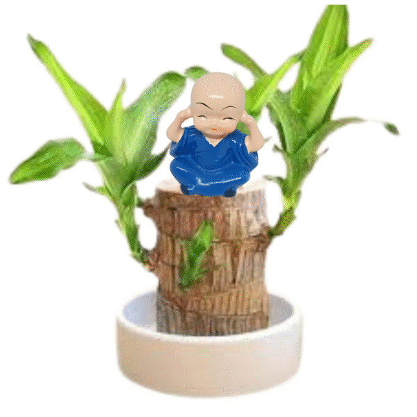 Dracaena-Brazilian Wood Plant - Image 5
