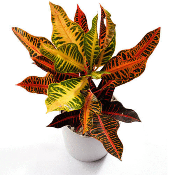 CrotonPetra (Codiaeum Variegatum) - Image 2