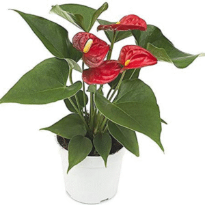 Red Lily (Lilium spp.)