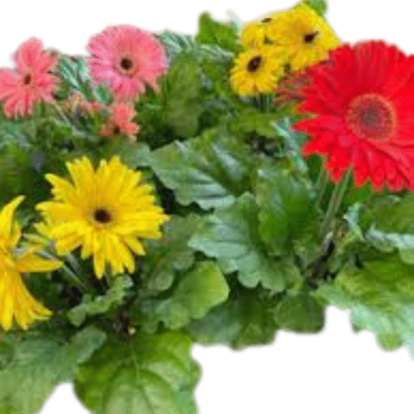 Gerbera Daisy (Gerbera Jamesonii) - Image 6