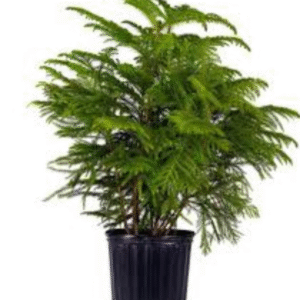 Christmas Tree (Pine Tree)
