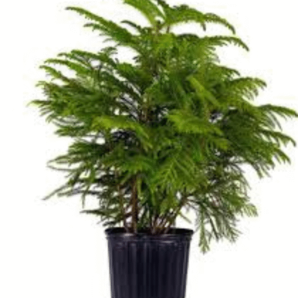 Christmas Tree (Pine Tree)