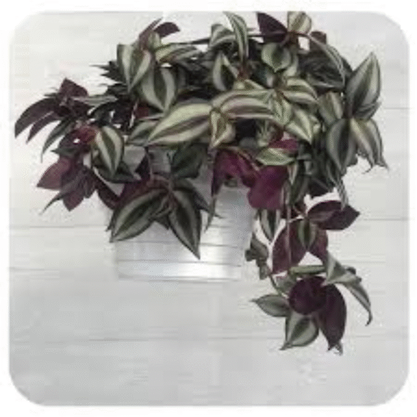 Wandering Jew (Tradescantia Zebrina) - Image 5