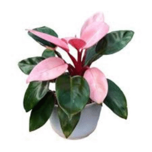 Philodendron (Philodendron Spp.)
