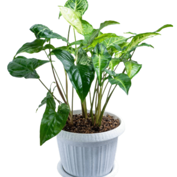 Arrowhead Plant (Syngonium) - Image 2