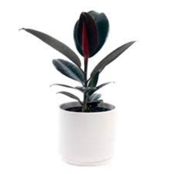 Rubber Plant (Ficus Elastica) - Image 2