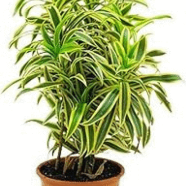 Song of India (Dracaena Reflexa) - Image 4