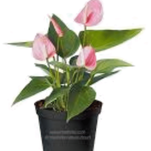 Pink Lily (Lilium Spp.) - Image 2