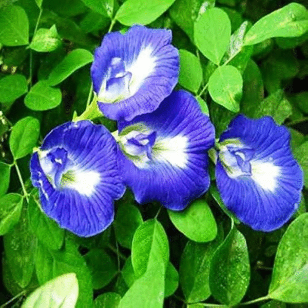 Blue Aparajita (Clitoria Ternatea) - Image 3