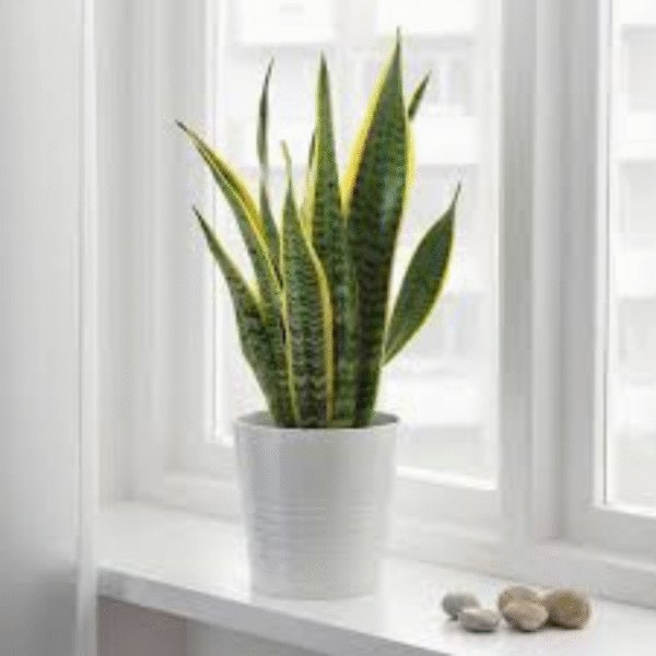 Hahnii Snake-Sansevieria Trifasciata  - Image 2