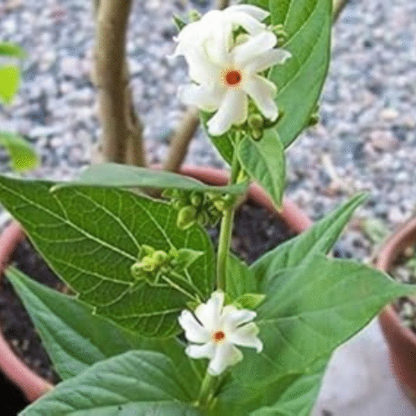 Harshingar (Parijat Plant) - Image 2