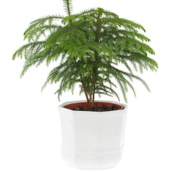 Christmas Tree (Pine Tree) - Image 3