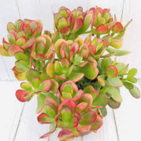 Jade Plant -(Crassula Ovata) - Image 4
