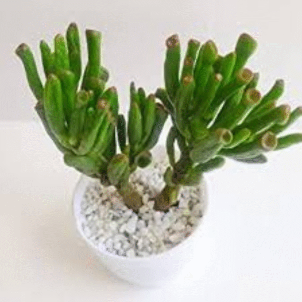 Jade Plant -(Fingure Crassula) - Image 2