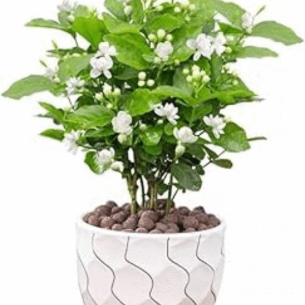 Jasmine Plant (Chameli/Mogra) - Image 2