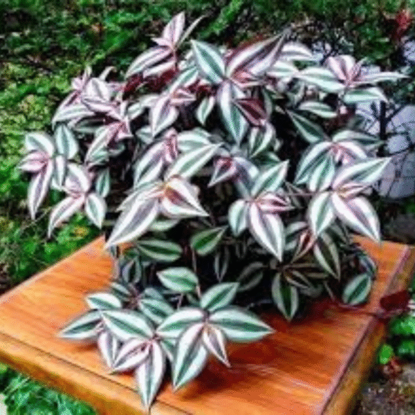 Wandering Jew (Tradescantia Zebrina) - Image 2