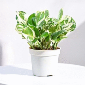N'Joy Pothos (Epipremnum Aureum)