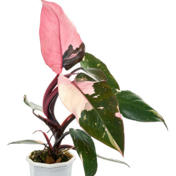 Philodendron (Philodendron Spp.) - Image 4
