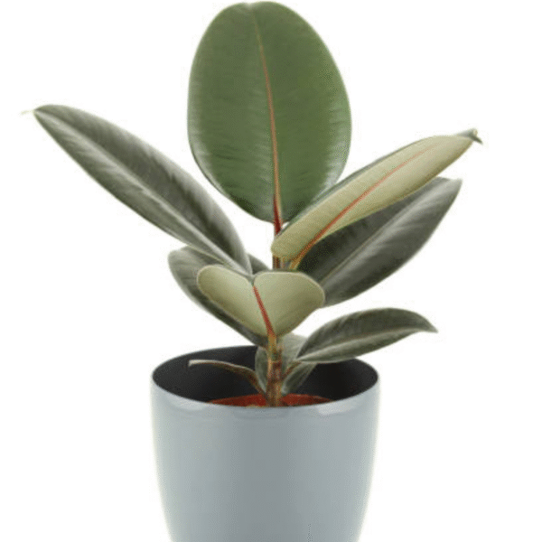 Rubber Plant (Ficus Elastica) - Image 3