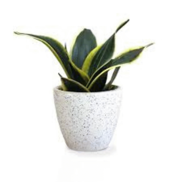 Golden, Nest , Snake Plant - Image 2