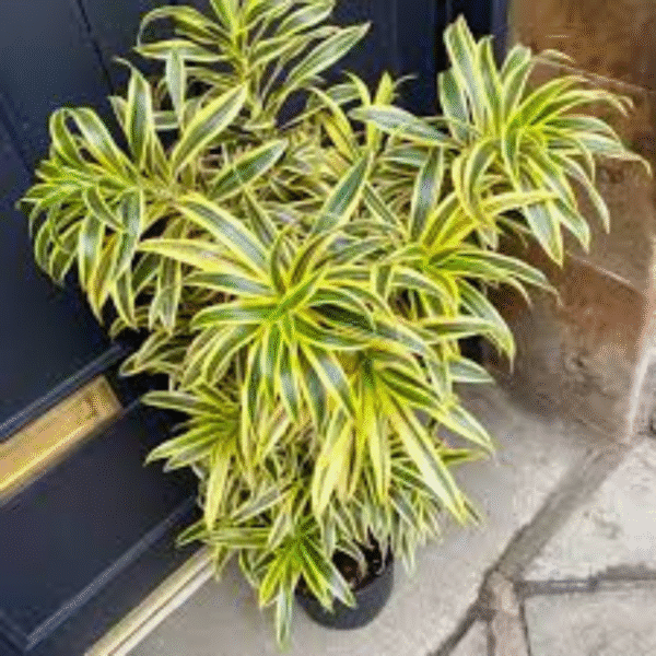 Song of India (Dracaena Reflexa) - Image 2