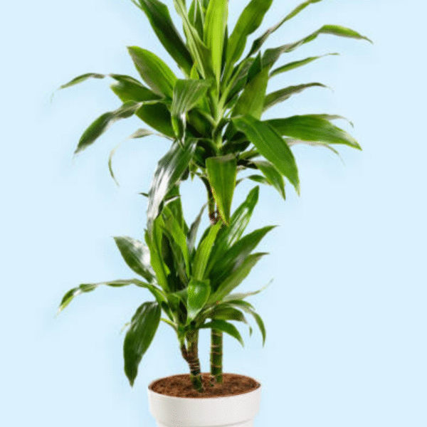 Song of Jamaica(Dracaena Reflexa) - Image 2