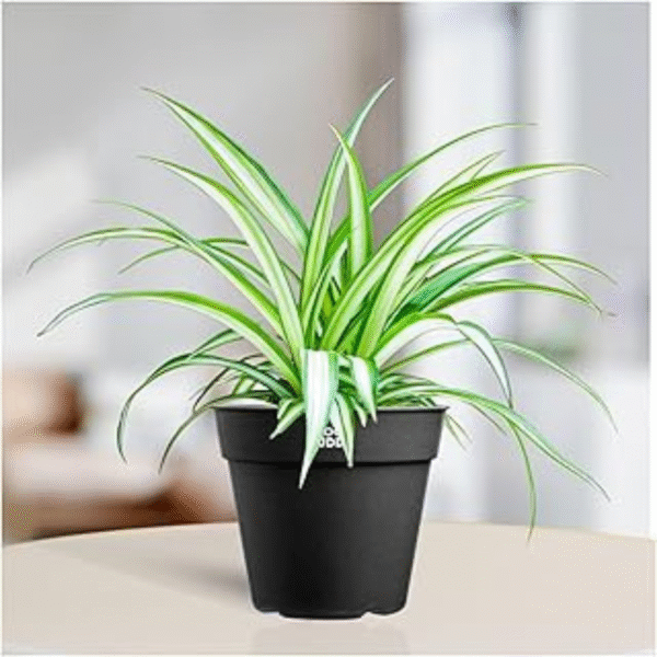 Spider Plant(Chlorophytum Comosum) - Image 3