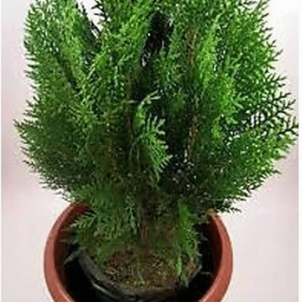 Thuja (Thuja Occidentalis) - Image 2
