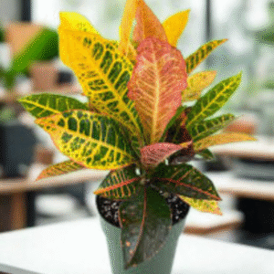 CrotonPetra (Codiaeum Variegatum)
