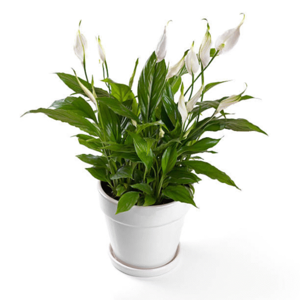 White Lily Plant (Lilium Candidum) - Image 4