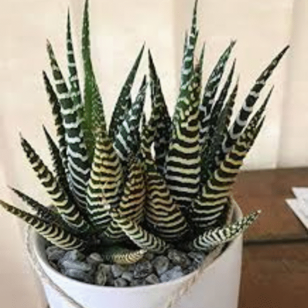 Zebra Cactus (Haworthia) - Image 2