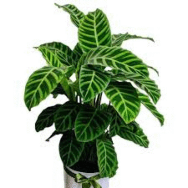 Zabrina (Calathea-Zebra Plant) - Image 2