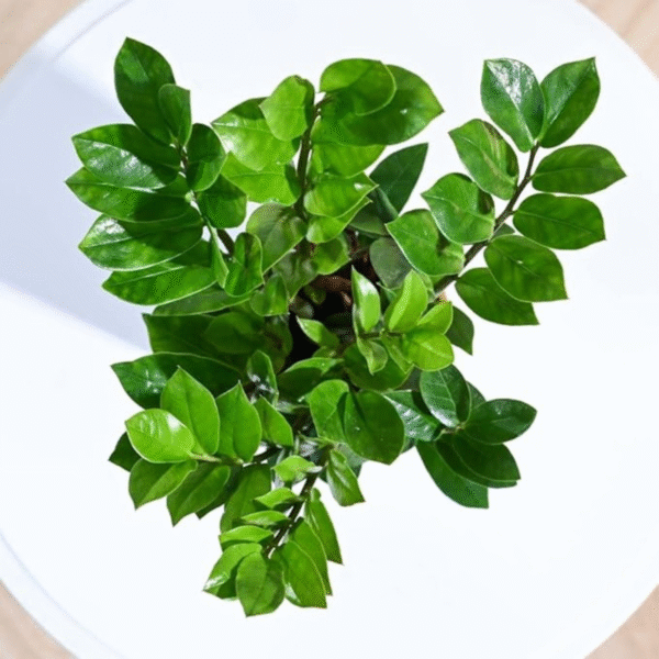 Zamia (Zamioculcas Zamiifolia)–ZZ Plant - Image 2