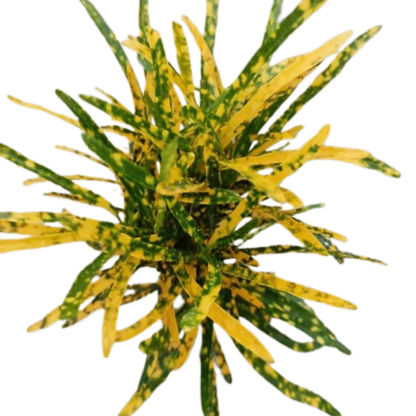 CrotonPetra-Gold Dust Thin Leaf - Image 3
