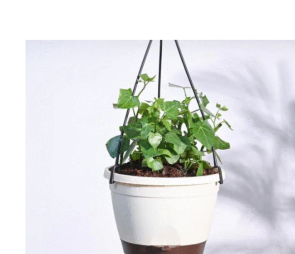 English Ivy (Hedera Helix) - Image 2