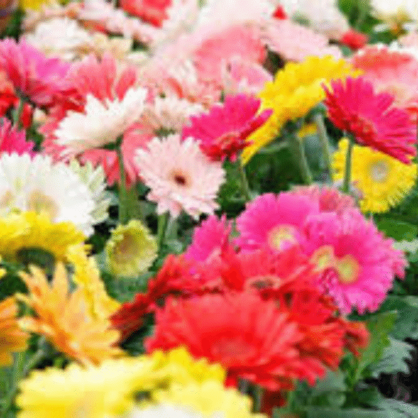 Gerbera Daisy (Gerbera Jamesonii) - Image 5